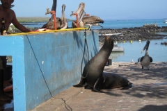 galapagos12